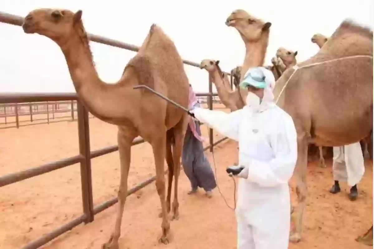 وزارة البيئة السعودية تعلن مخالفة عدم ترقيم الإبل