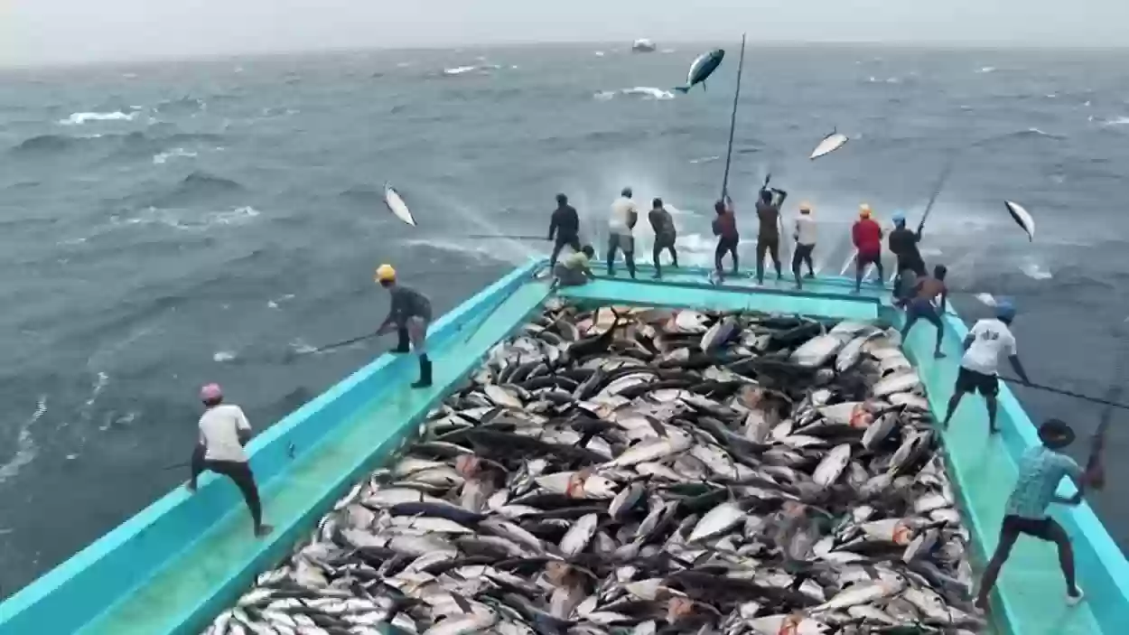 أفضل أماكن صيد السمك في السعودية 2024